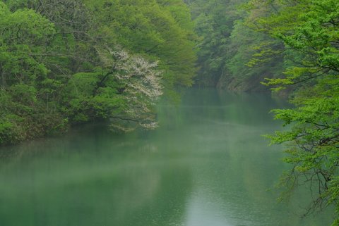 「雨降る碧の川辺に咲く桜」