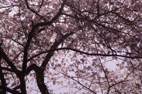桜の季節――塩尻にて（撮影：鳴神響一）