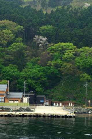 ある日の海4　「粟島の桜」