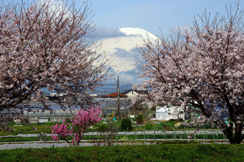 小出川堤の桜も満開です。