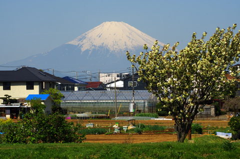 富士と山桜