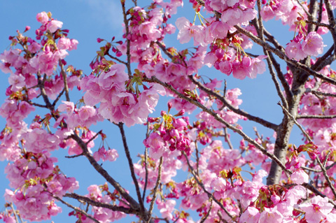 早咲きの桜