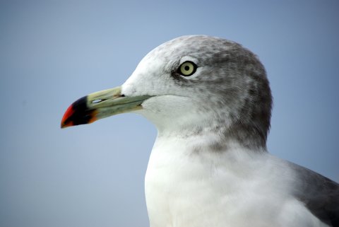 ある日の海6　「ウミネコの親子」