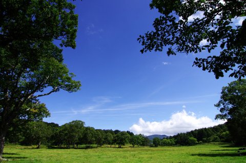 ある日の空38　「日本一美しいブナ林」