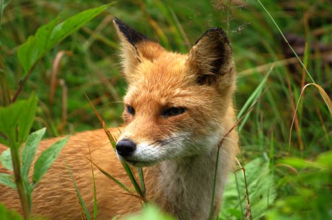 ある日の森3　「ハンサムなキタキツネ」