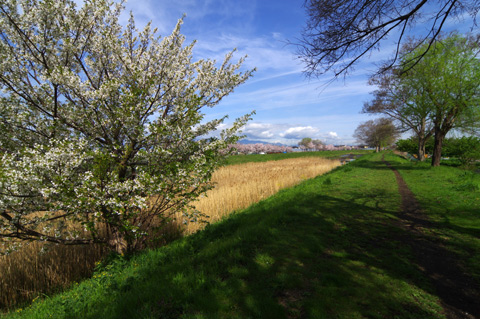 小出川の桜