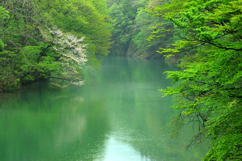 荒川の桜