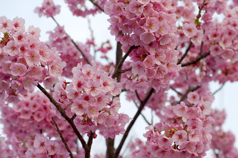 近所の早咲きの桜は満開を迎えました。