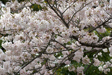 近所の桜