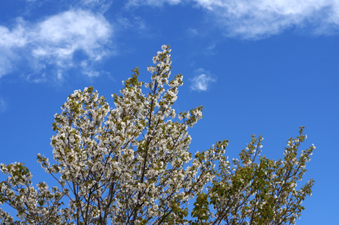 嵐の後の桜2