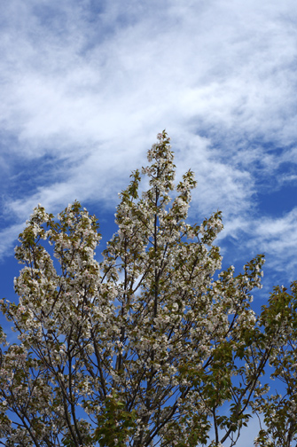 嵐の後の桜