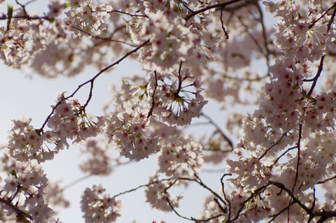 茅ヶ崎の桜、まだ大丈夫です。