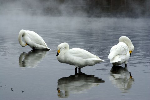 屈斜路湖砂湯にくつろぐハクチョウたち