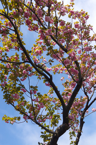 散歩道の八重桜が満開です！