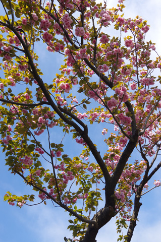 八重桜