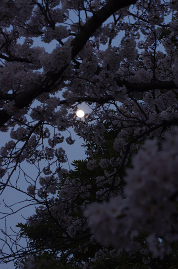 今宵の桜の老樹と如月十三夜月です。