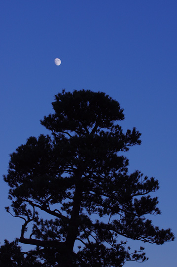 今夕の宵月です。