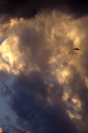 雲間に羽ばたく鳥。