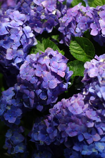 散歩道の紫陽花が盛りを迎えています。