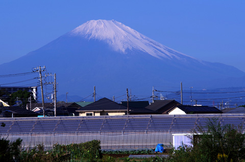 小出川畔から望む今朝の富士山です。
