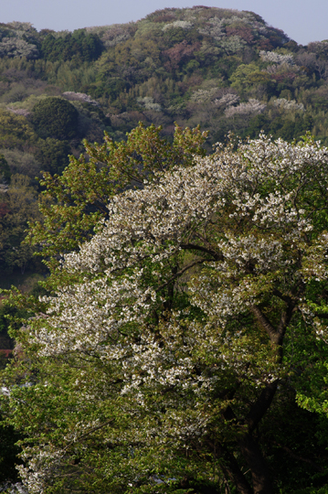 鎌倉の山桜。