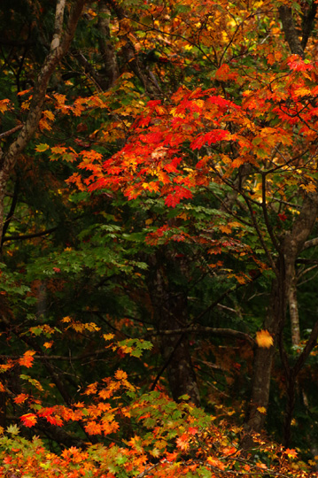 信州の紅葉