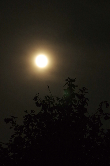 今夜は水無月十五夜の望月です。