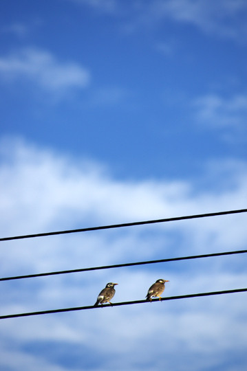 何日か前に撮ったムクドリと青空。