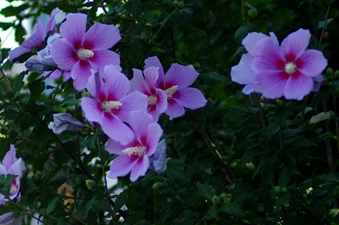 ムクゲの花はあと少しで満開を迎えます。