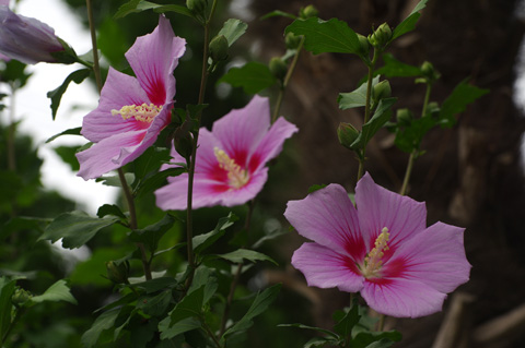 ムクゲの花が咲き始めました。