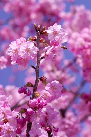 こちらの桜はあと少しで満開です。