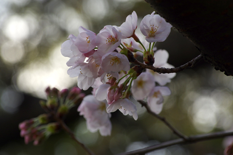 桜2018.3.24