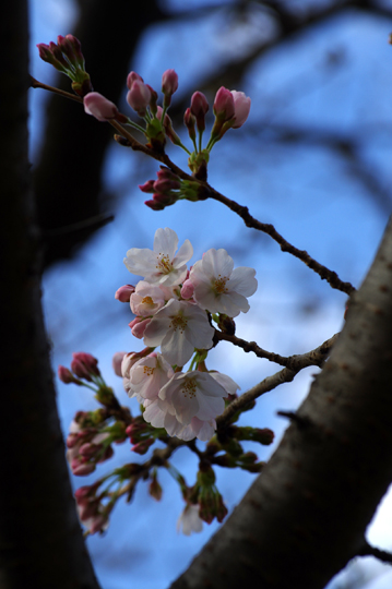 桜2018.3.24_2