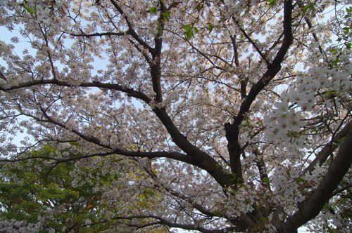 近所の桜の老樹、満開です。