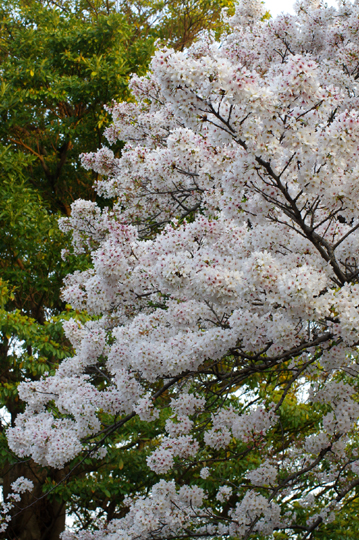 桜2018.4.2_3