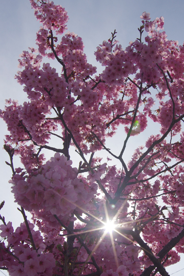 彼岸桜の若木は満開です。