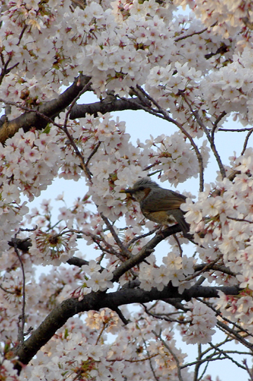 桜2018.4.2_3