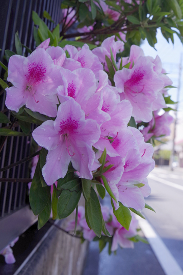 路傍に咲くツツジです。