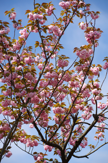 去年撮った八重桜です。