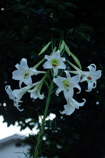 近所の白百合の花です。