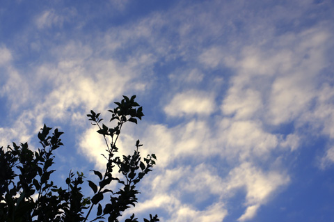 夕空は秋めいていました。