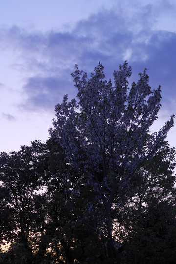 今日の夕桜。