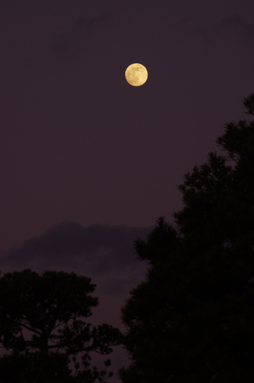 今夜の十四番目の月です。