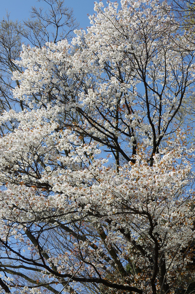 茅ヶ崎里山公園は春らんまんです。