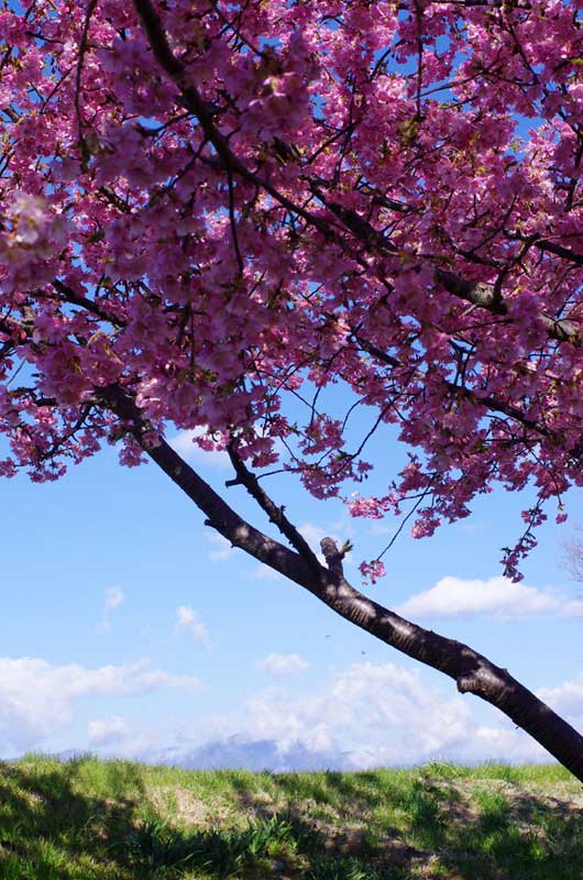 茅ヶ崎では、河津桜が満開です。